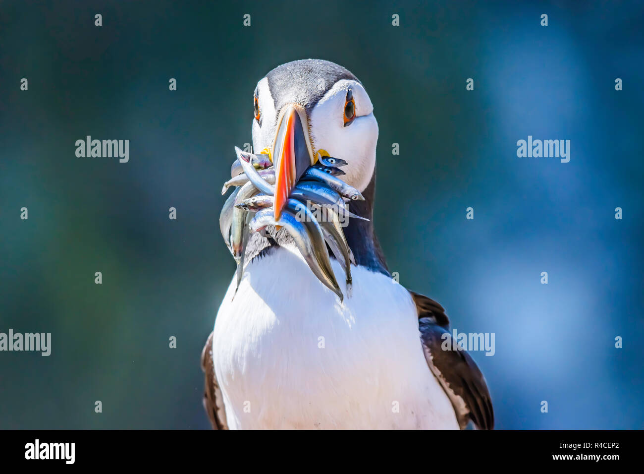 Papageitaucher, Fratercula arctica Porträt mit Sandaale im Schnabel, in ihrem natürlichen Lebensraum - skomer Island, Großbritannien. Süß und bunt gefährdeten Seevogelart. Stockfoto
