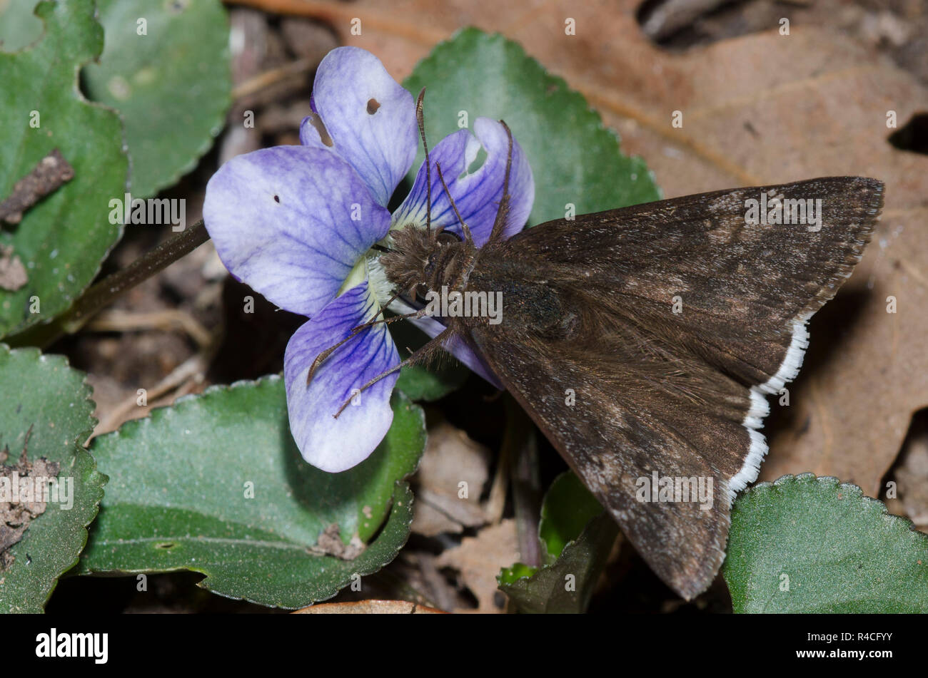 FEREREREAL Duskywing, Gesta funeralis, männlich auf Common Blue Violet, Viola sororia Stockfoto