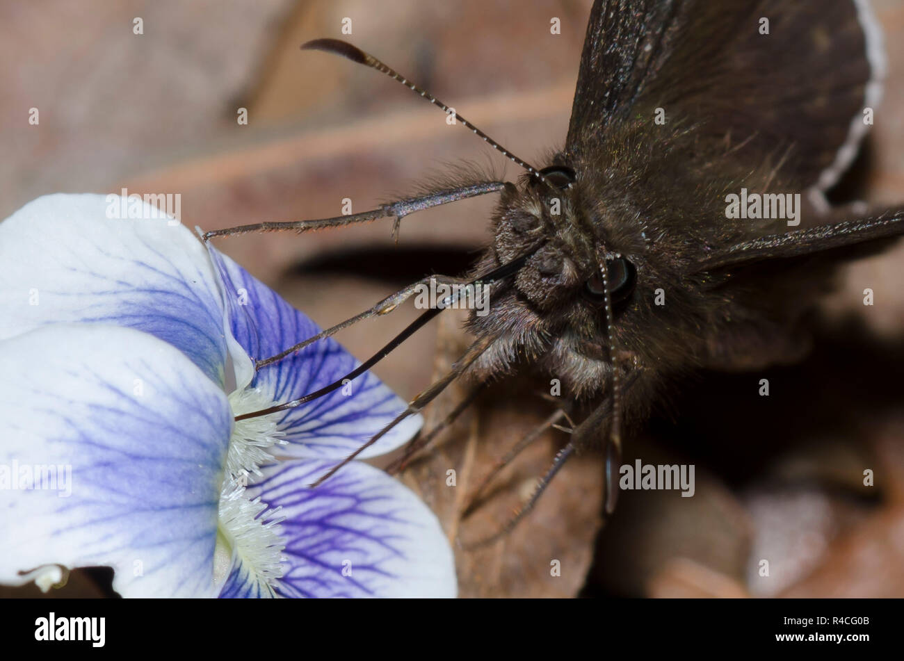 FEREREREAL Duskywing, Gesta funeralis, männlich auf Common Blue Violet, Viola sororia Stockfoto