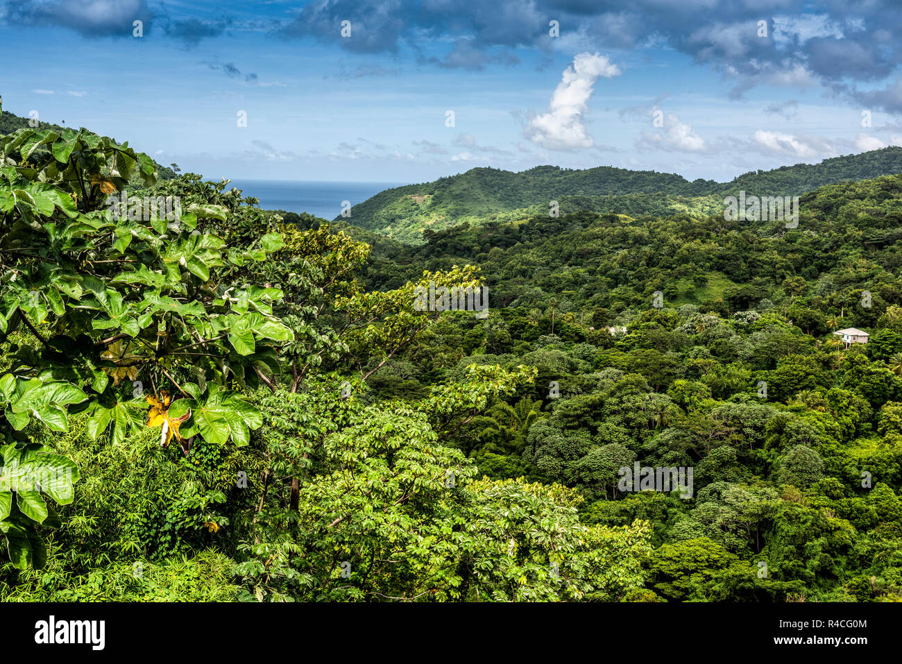 Regenwald auf der karibischen Insel Grenada Stockfoto