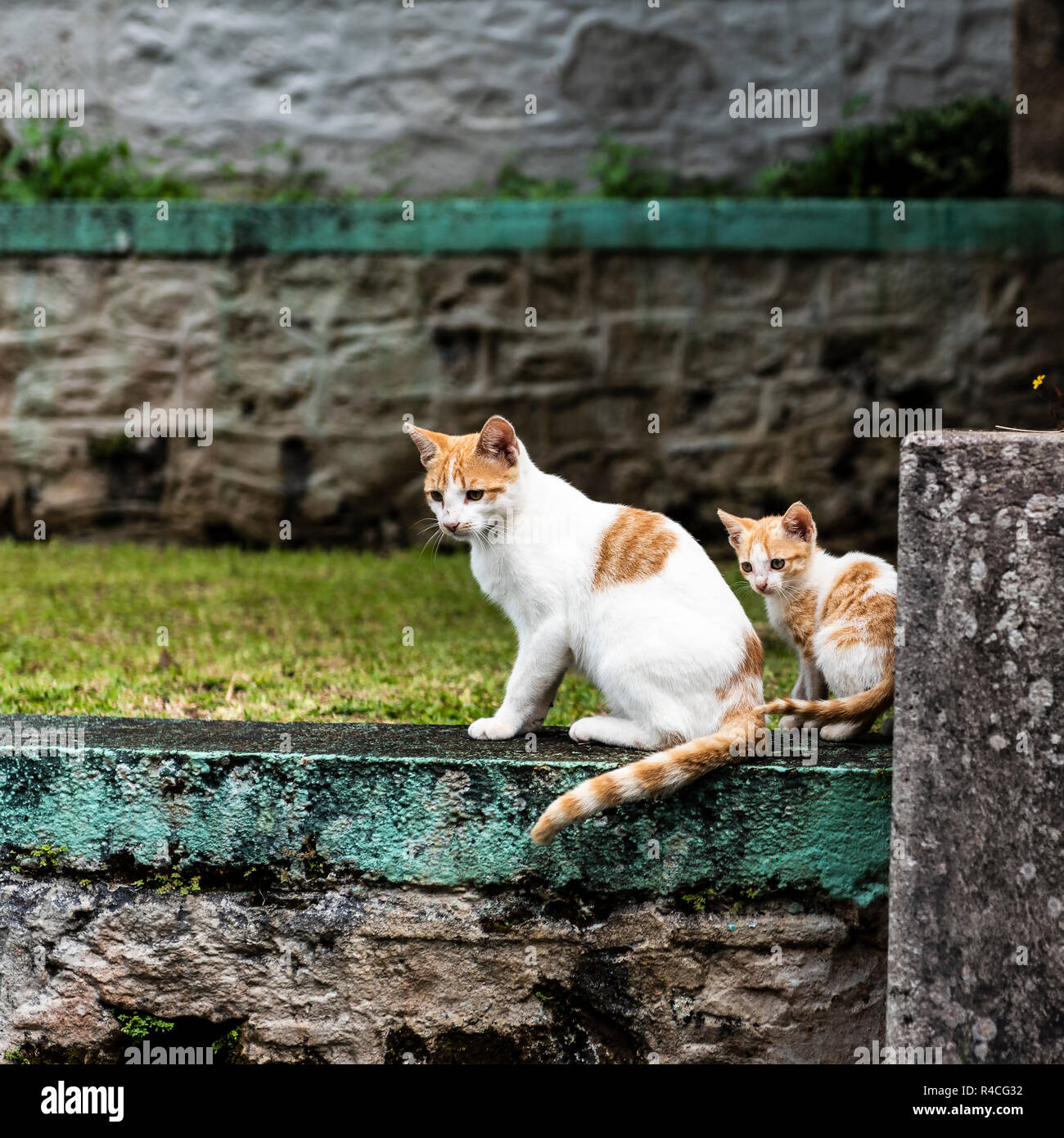 Wilde Katzen in Grenada - Mama und Kitten Stockfoto