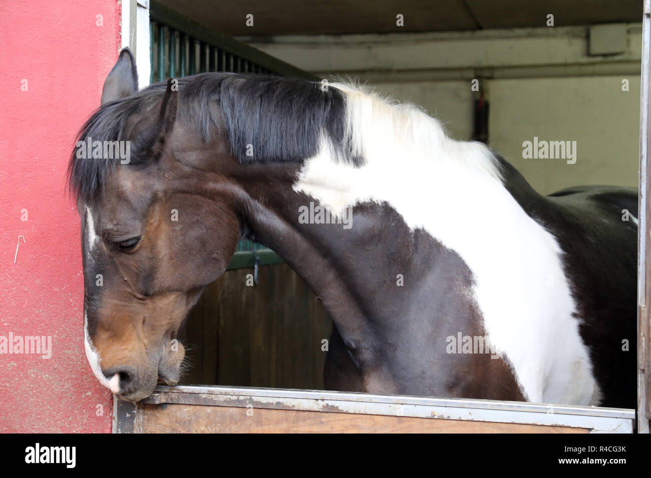 Kopf der schönen jungen Pferd in der Reithalle während des Trainings im Innenbereich Stockfoto