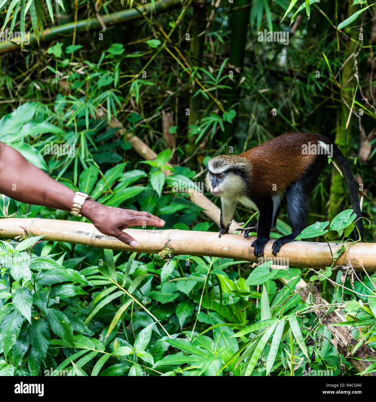 Ein Mona Affen in den Wäldern auf der Insel Grenada Stockfoto