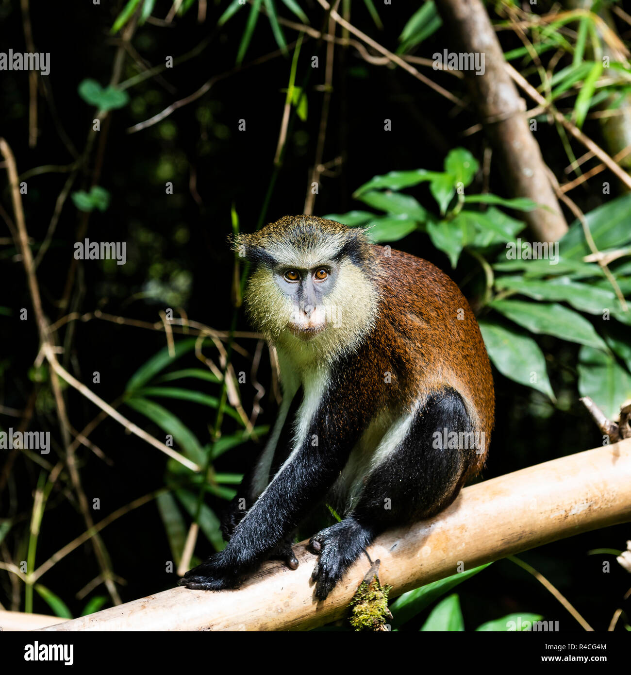 Ein Mona Affen in den Wäldern auf der Insel Grenada Stockfoto