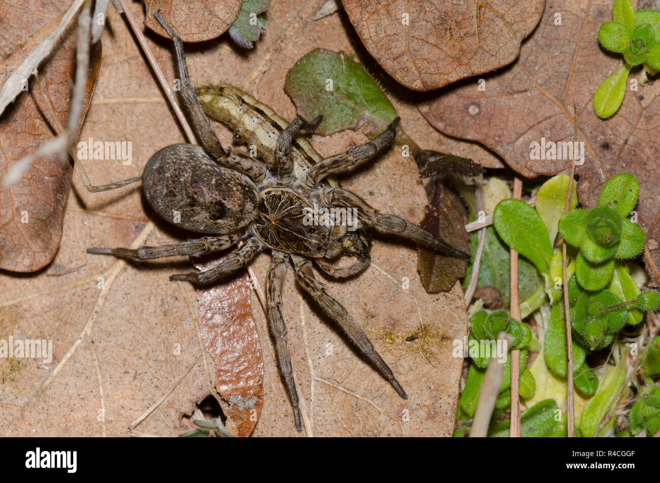Wolf Spider, Hogna baltimoriana, weiblich mit Beute Stockfoto