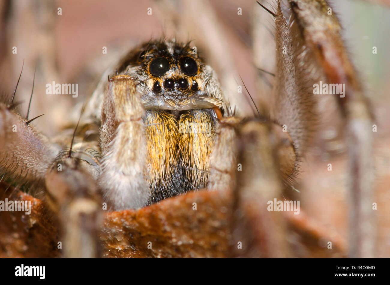 Wolf Spider, Hogna baltimoriana, männlich Stockfoto