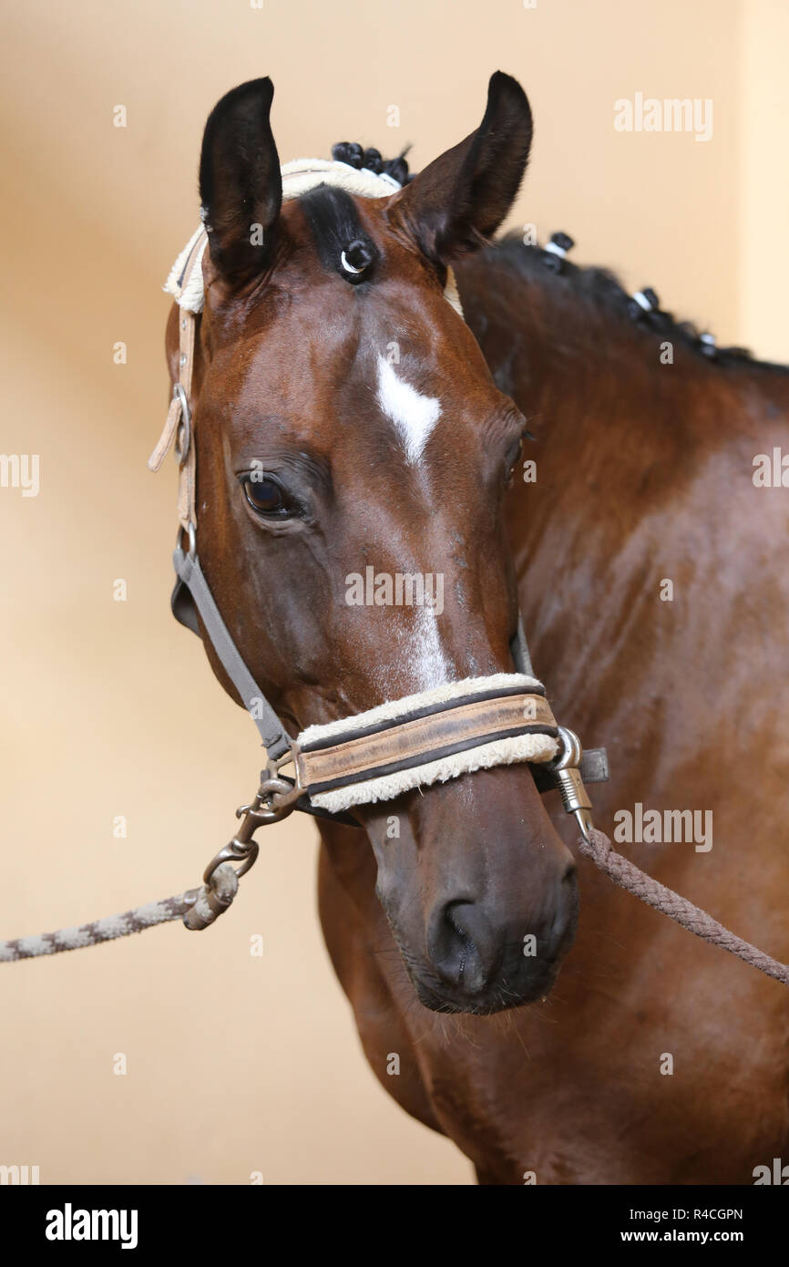 Kopf der schönen jungen Pferd in der Reithalle während des Trainings im Innenbereich Stockfoto