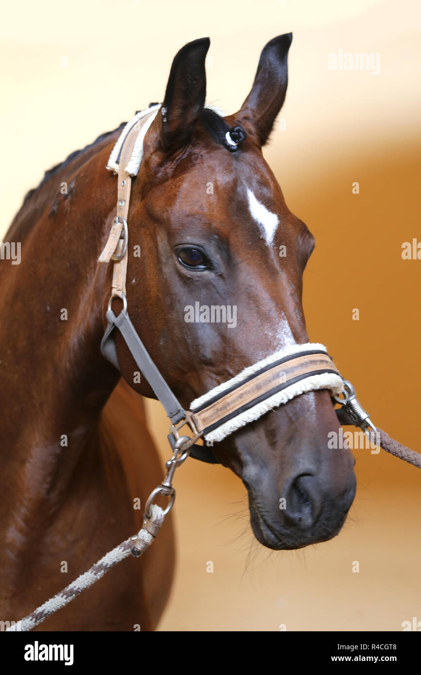 Kopf der schönen jungen Pferd in der Reithalle während des Trainings im Innenbereich Stockfoto