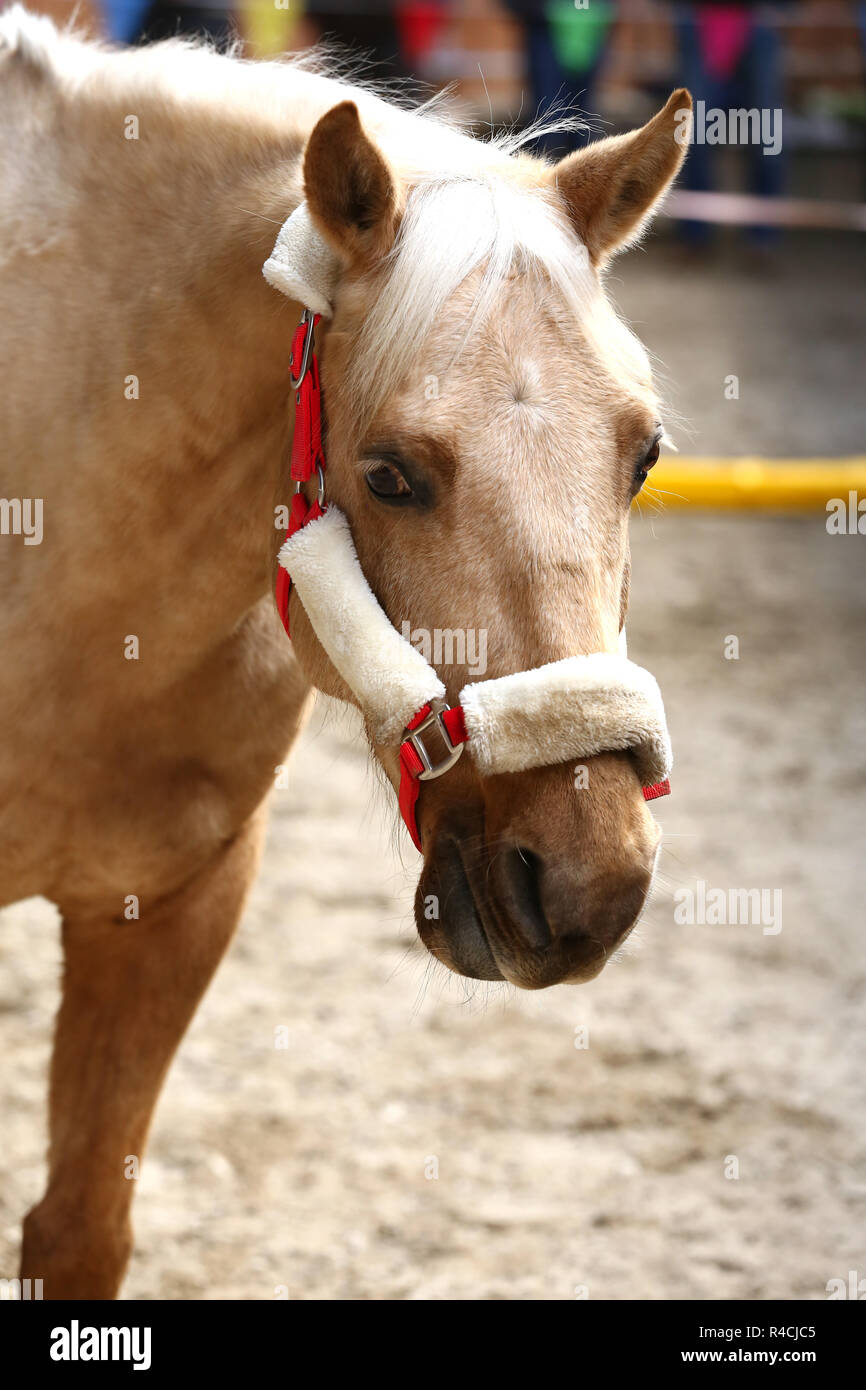 Portrait Kopf Nahaufnahme eines jungen Sattel reiten Hallenbad Stockfoto