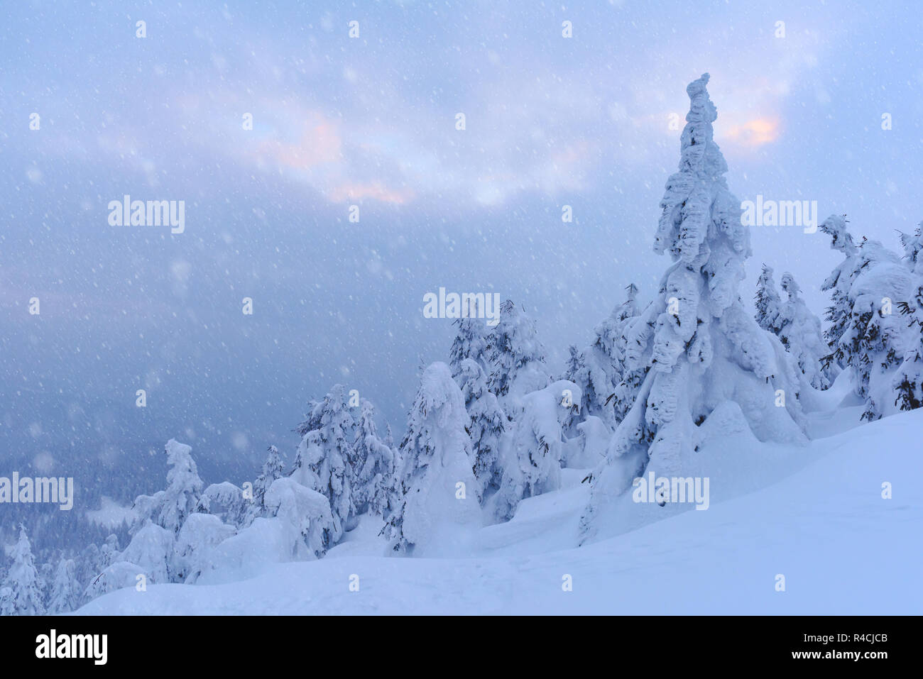 Fantastische Winterlandschaft mit verschneiten Bäumen. Karpaten, Ukraine, Europa. Weihnachten Konzept Stockfoto