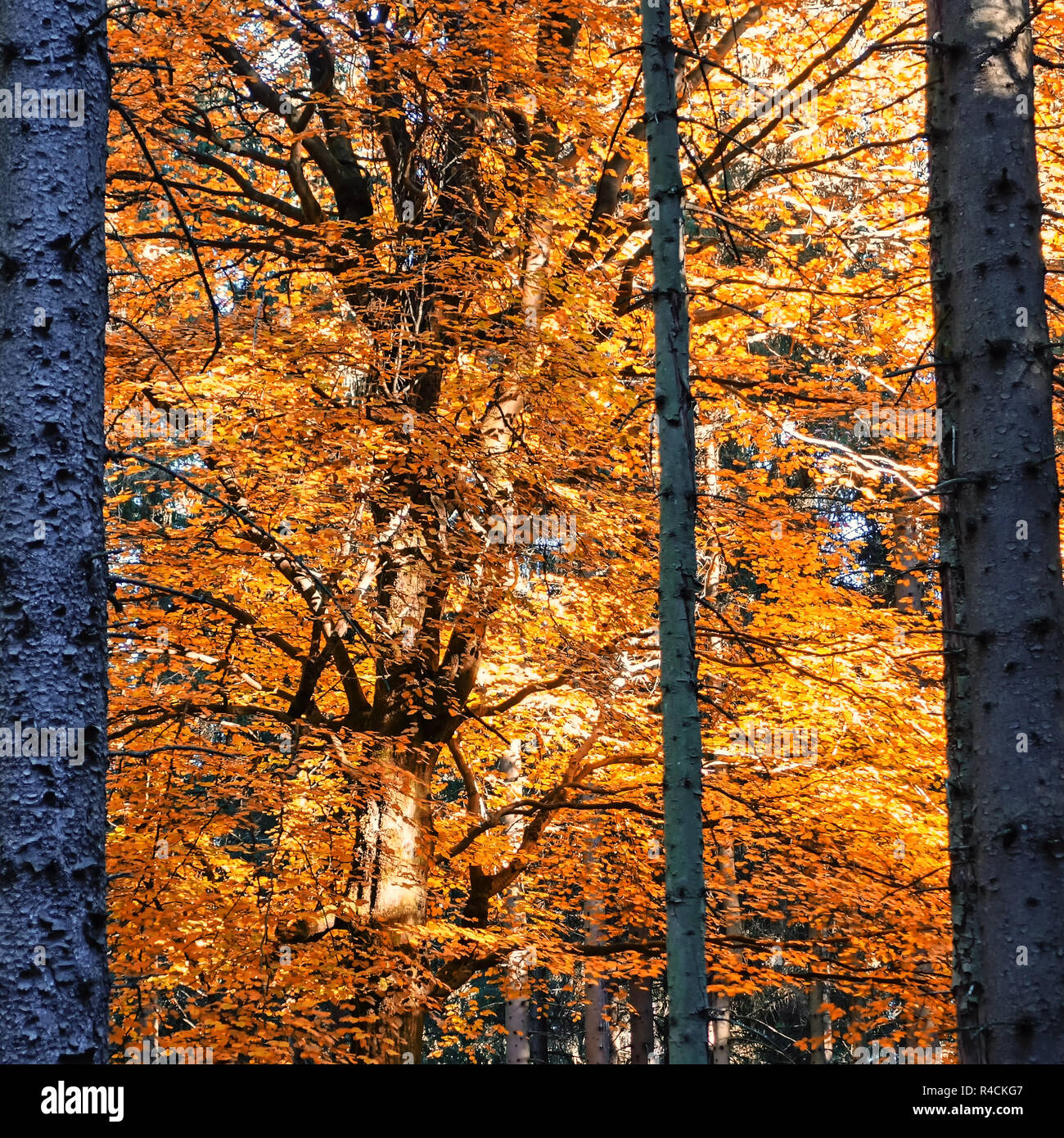 Laub von einer Buche im Wald der Harz, Deutschland Stockfoto