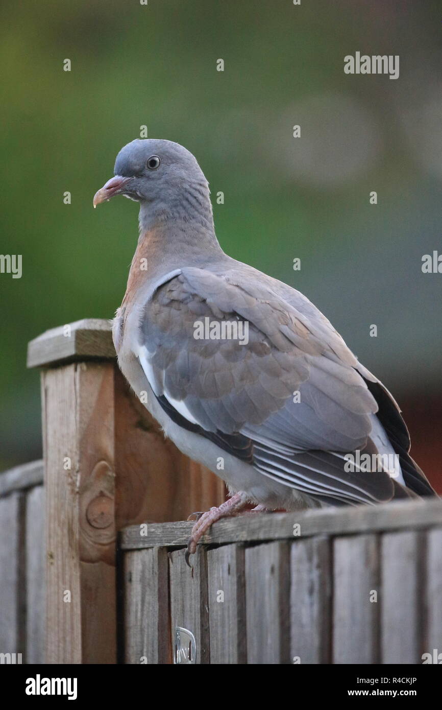 Jugendliche Ringeltaube (Columba palumbus) sitzen auf Zaun, England, Großbritannien Stockfoto