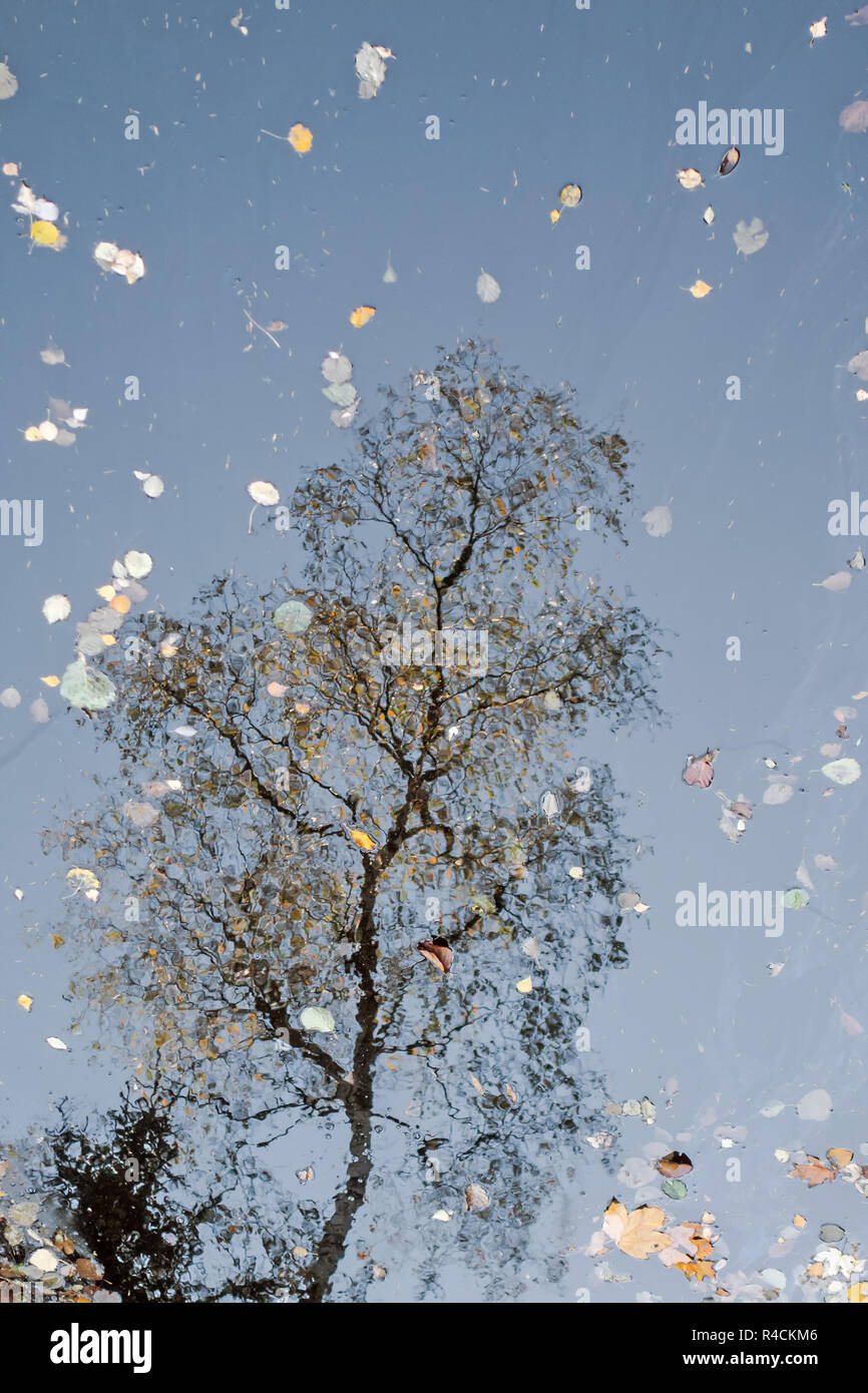 Abstrakte Spiegelung von einem Baum im Wasser eines Sees Stockfoto