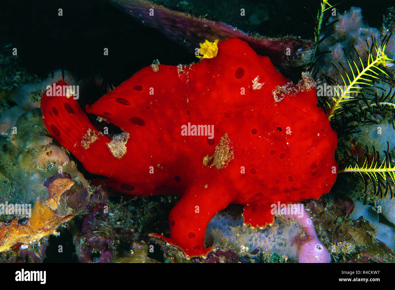 Seeteufel bemalt oder lackiert Anglerfisch (Antennarius pictus), Wakatobi Island, Sulawesi, Indonesien Stockfoto