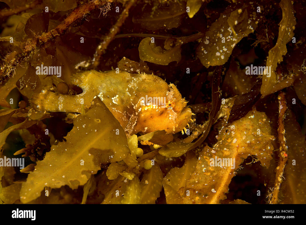 Anglerfisch oder sargassum Sargassumfish (Histiro histiro) zwischen braunem Seetang (Sargassum muticum), Cenderawasih, Irian Jaya, Indonesien Stockfoto