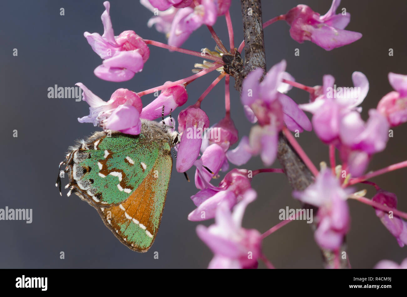 Wacholder-Haarsträhne, Callophrys gryneus, auf östlicher Redbud, Cercis canadensis Stockfoto