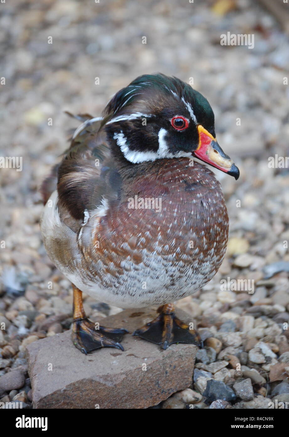 Holz Ente Stockfoto