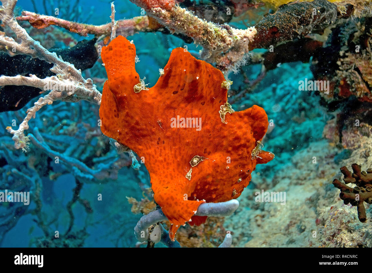 Riesen Anglerfisch, Commerson ist Seeteufel oder Commerson's Anglerfisch (Antennarius commersoni) auf einem Schwamm (Porifera), Baa Atoll, Malediven Stockfoto