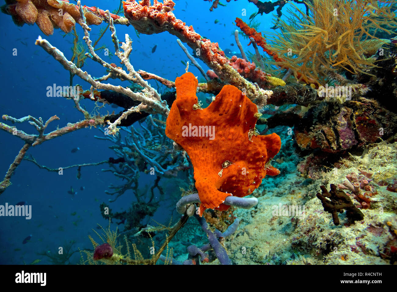 Riesen Anglerfisch, Commerson ist Seeteufel oder Commerson's Anglerfisch (Antennarius commersoni) auf einem Schwamm (Porifera), Baa Atoll, Malediven Stockfoto