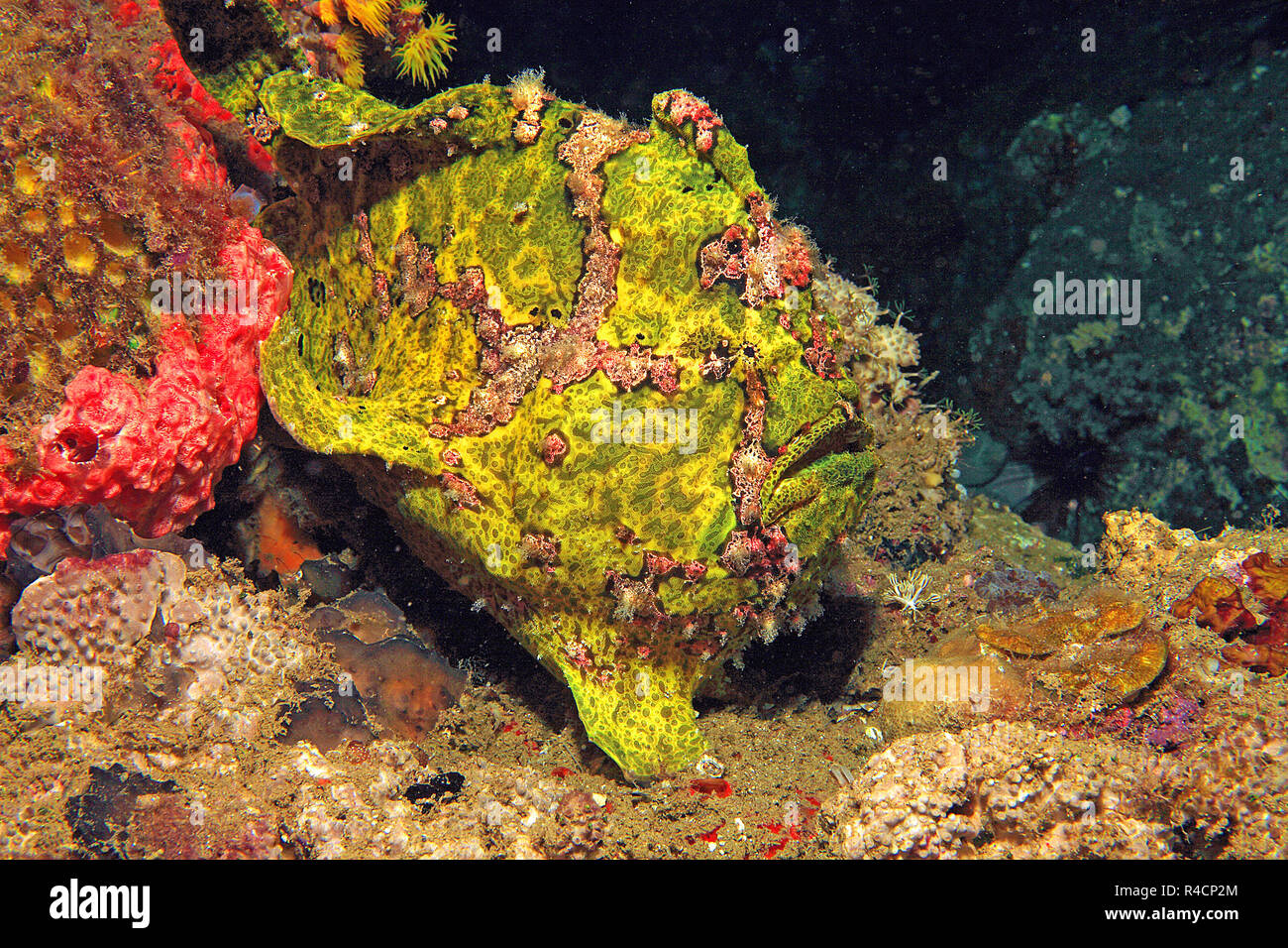 Riesen Anglerfisch, Commerson ist Seeteufel oder Commerson's Anglerfisch (Antennarius commersoni), Camiguin, Mindanao, Philippinen Stockfoto