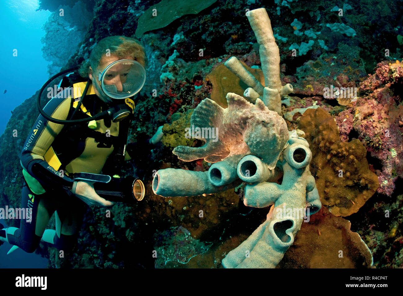 Scuba Diver Uhren ein Riesen Anglerfisch, Commerson ist Seeteufel oder Commerson's Anglerfisch (Antennarius commersoni) auf einem Tube Schwamm (Porifera), Philippinen Stockfoto