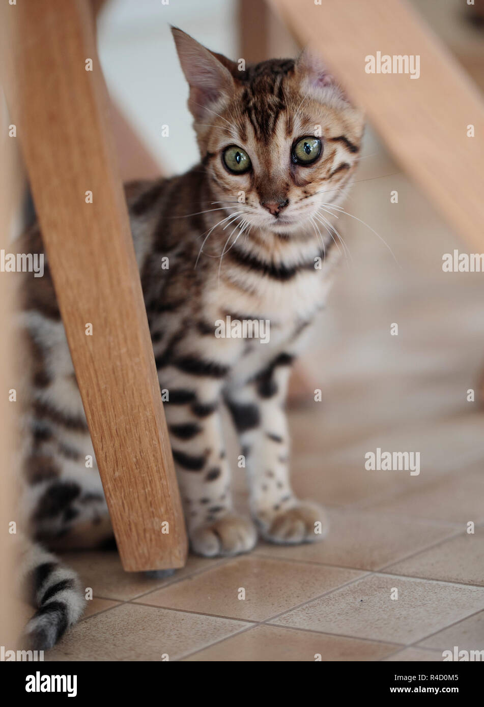Portrait einer jungen Bengalen Kätzchen unter dem Tisch Stockfoto
