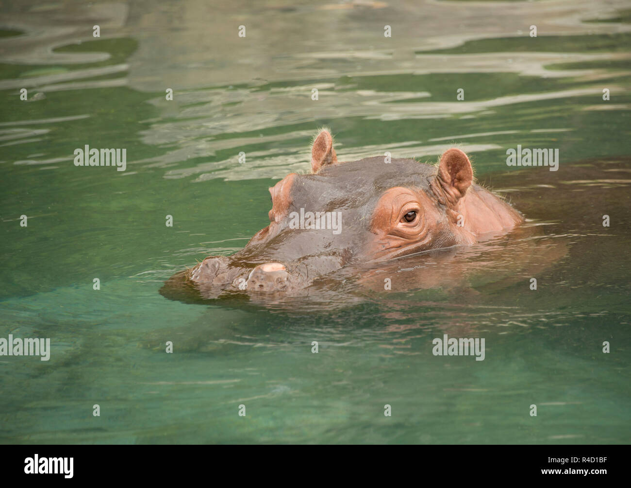 Flusspferd oder Nilpferd schwimmen in Green River ist eine große  afrikanische Aquatische wildes Tier, die sehr gefährlich ist  Stockfotografie - Alamy