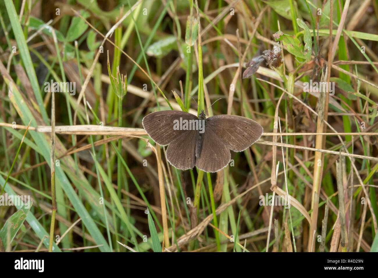 Braune Schmetterling im Gras Stockfoto