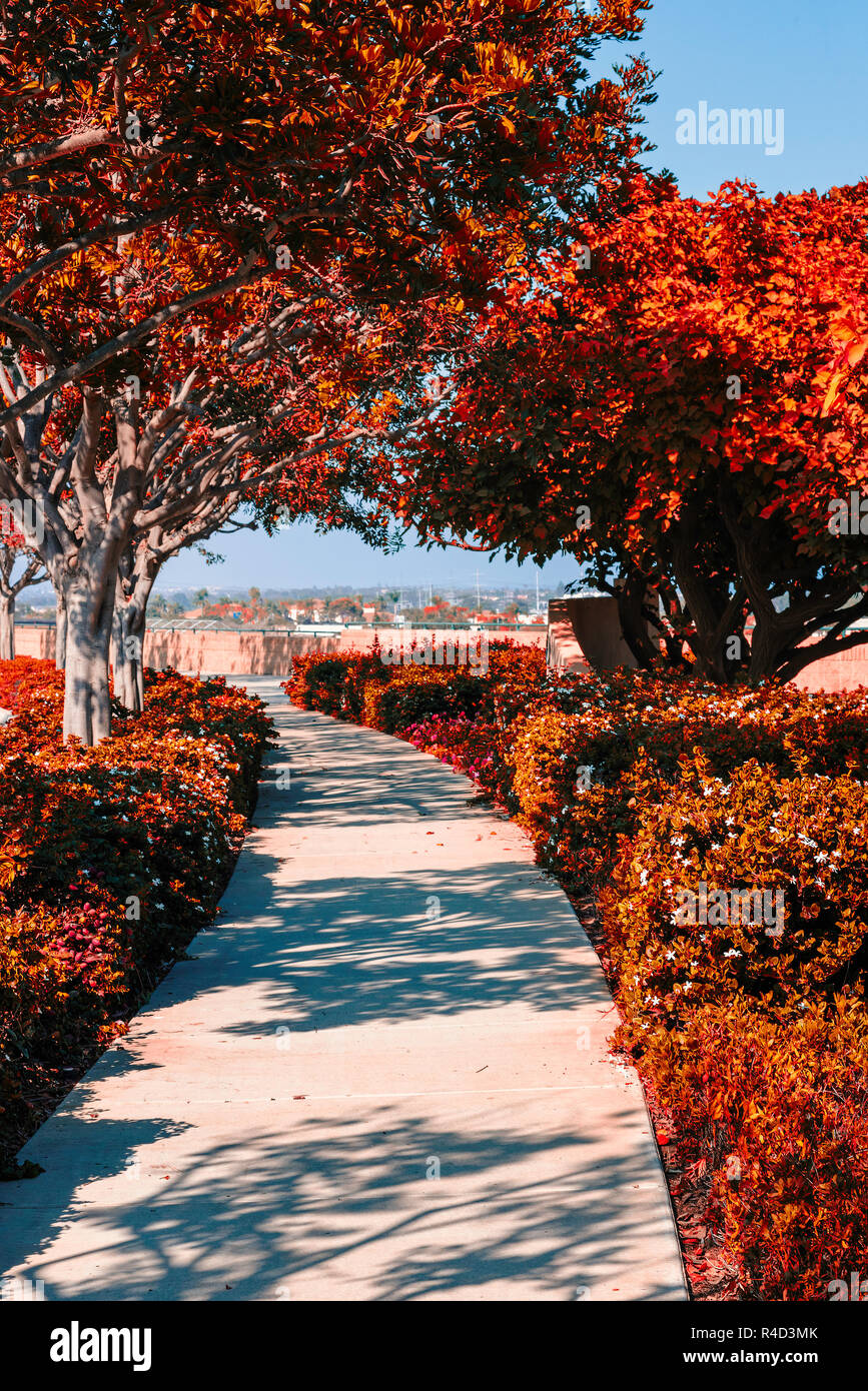 Bürgersteig führenden durch Fall, Vegetation und Bäume unter einem blauen Himmel., rötlich Bäume und Pflanzen. Stockfoto