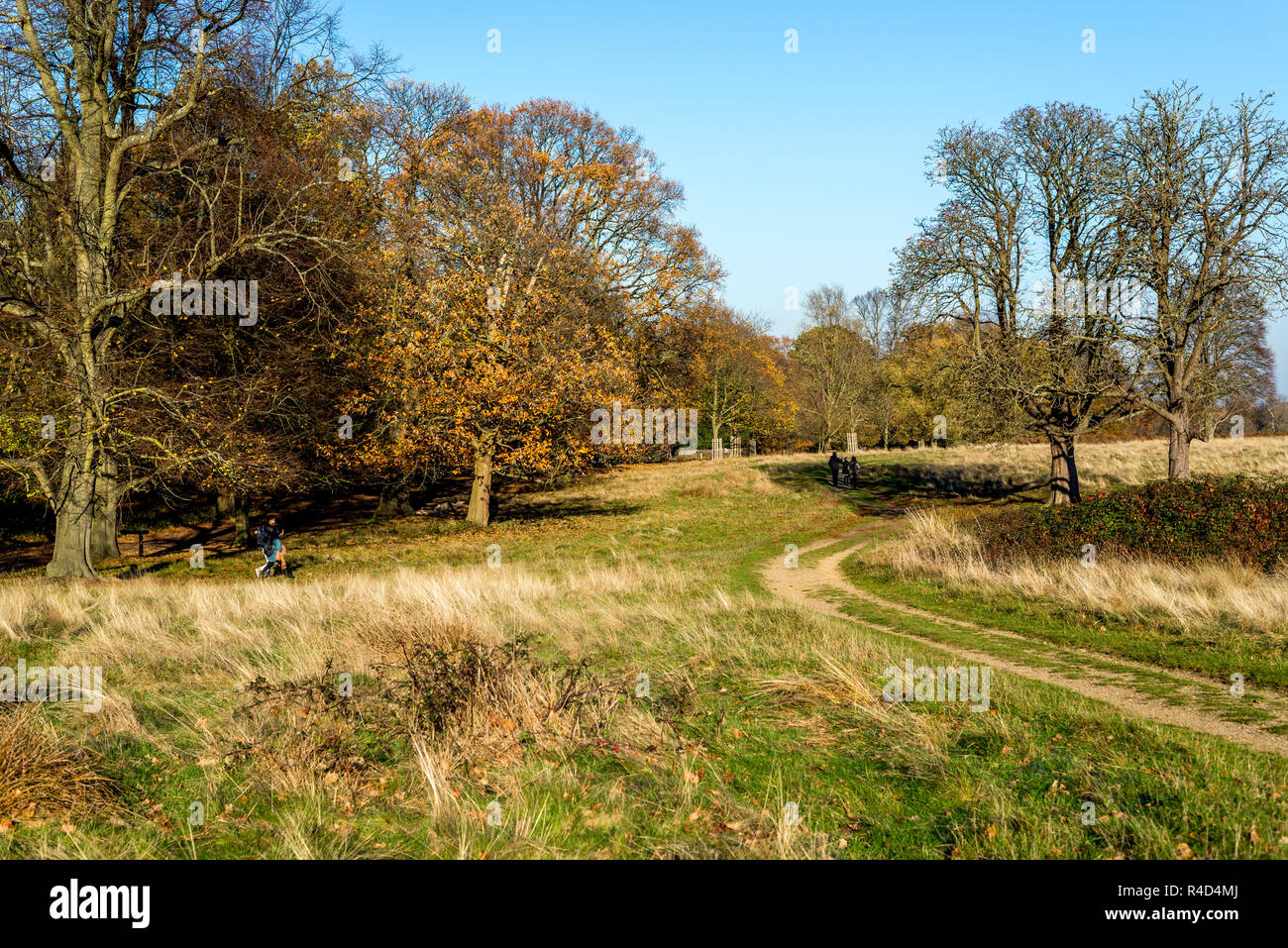 Schönen Herbst Bäume an einem Gehweg im Richmond Park, London Stockfoto