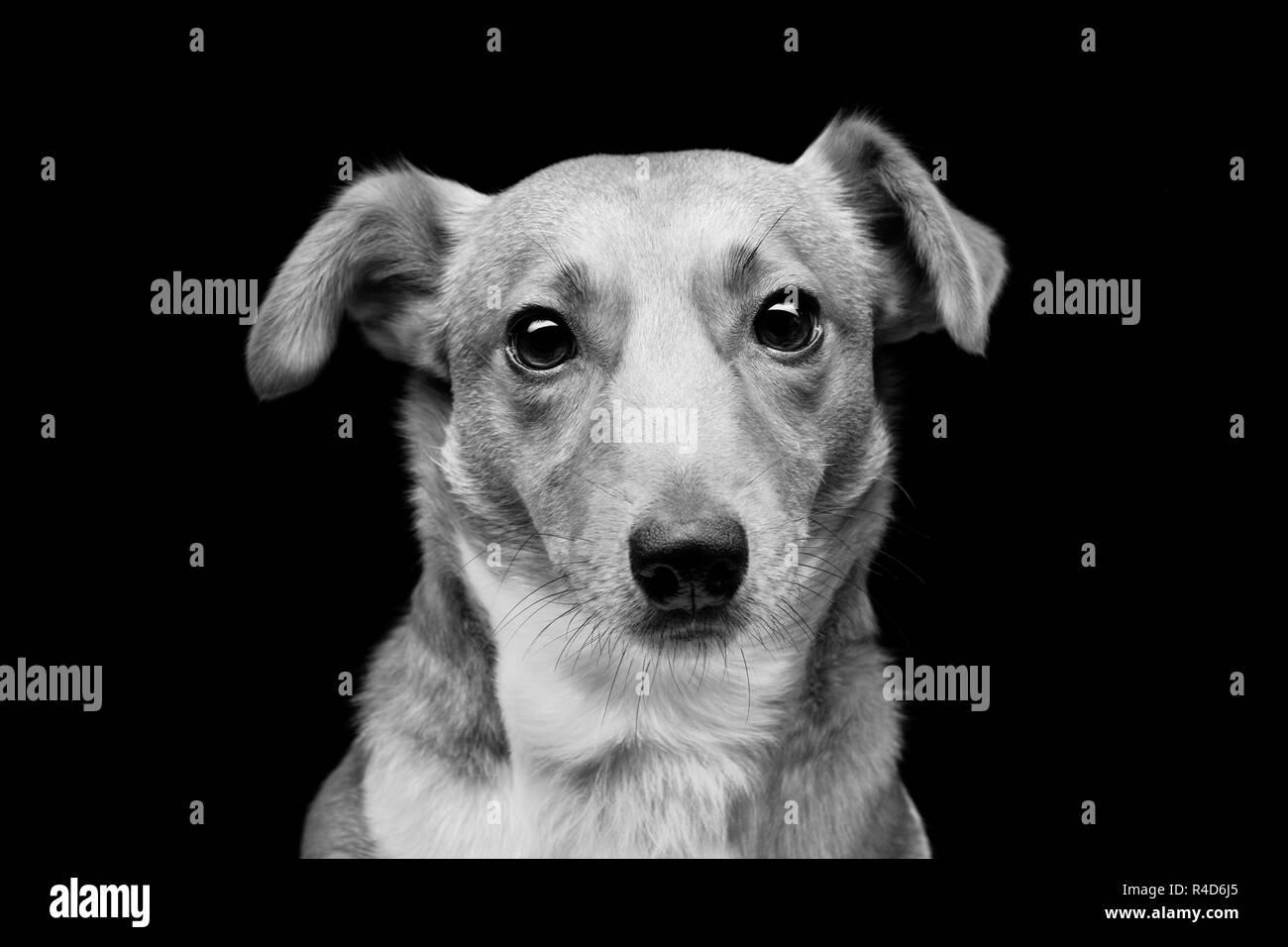 Jack Russell terrier Stockfoto