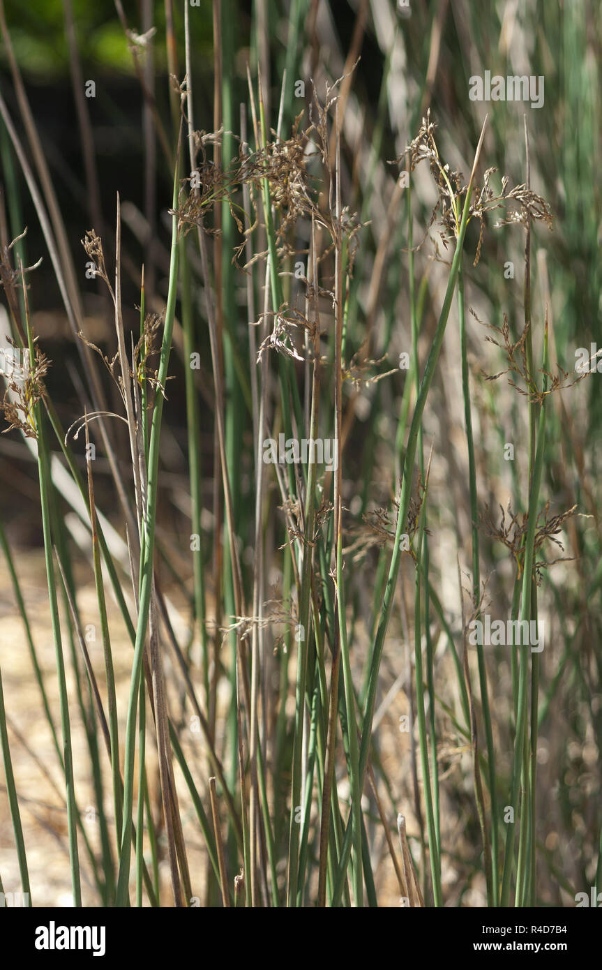 Riesige juncus, Eile durch die chumasch in der Korbflechterei, Kalifornien eingesetzt. Digitale Fotografie Stockfoto