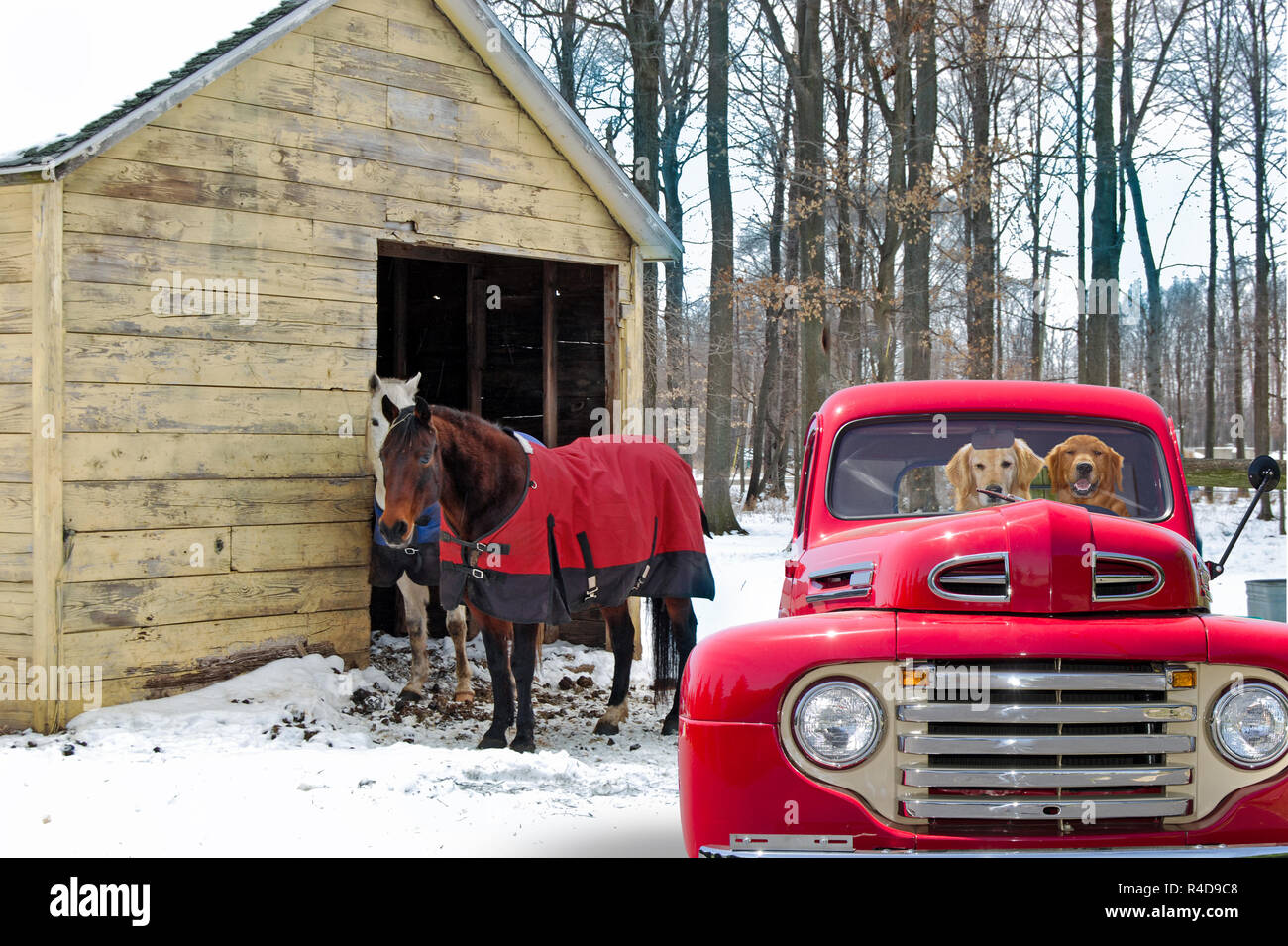 Golden Retriever Hunde in rot Retro Pickup Truck und Pferden durch die ländlichen Scheune im Winter Stockfoto