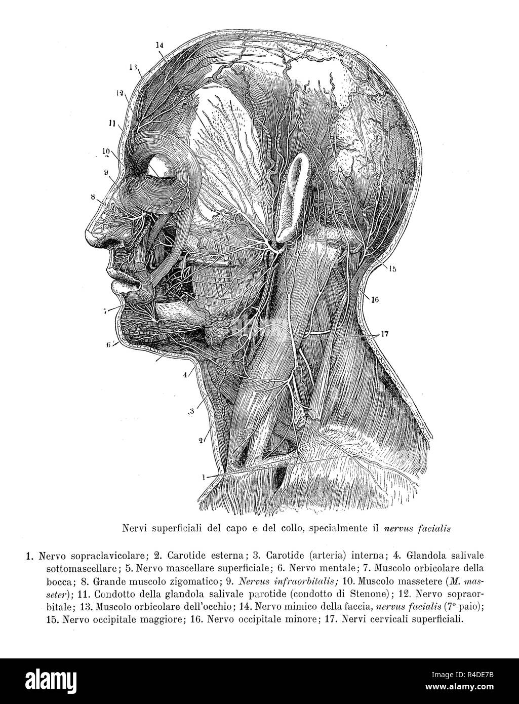 Vintage Abbildung: Anatomie, Querschnitt der menschlichen Kopf und Hals mit Beweis der oberflächlichen Nerven, anatomische Beschreibungen in Italienisch Stockfoto