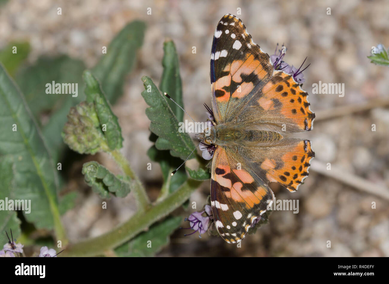 Painted Lady, Vanessa cardui, nectaring aus scorpionweed, Phacelia sp. Stockfoto