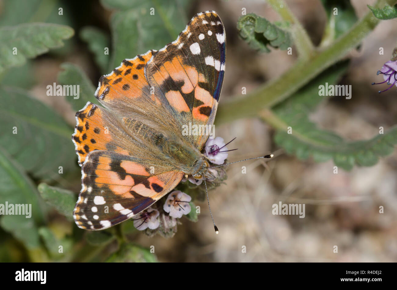 Painted Lady, Vanessa cardui, nectaring aus scorpionweed, Phacelia sp. Stockfoto