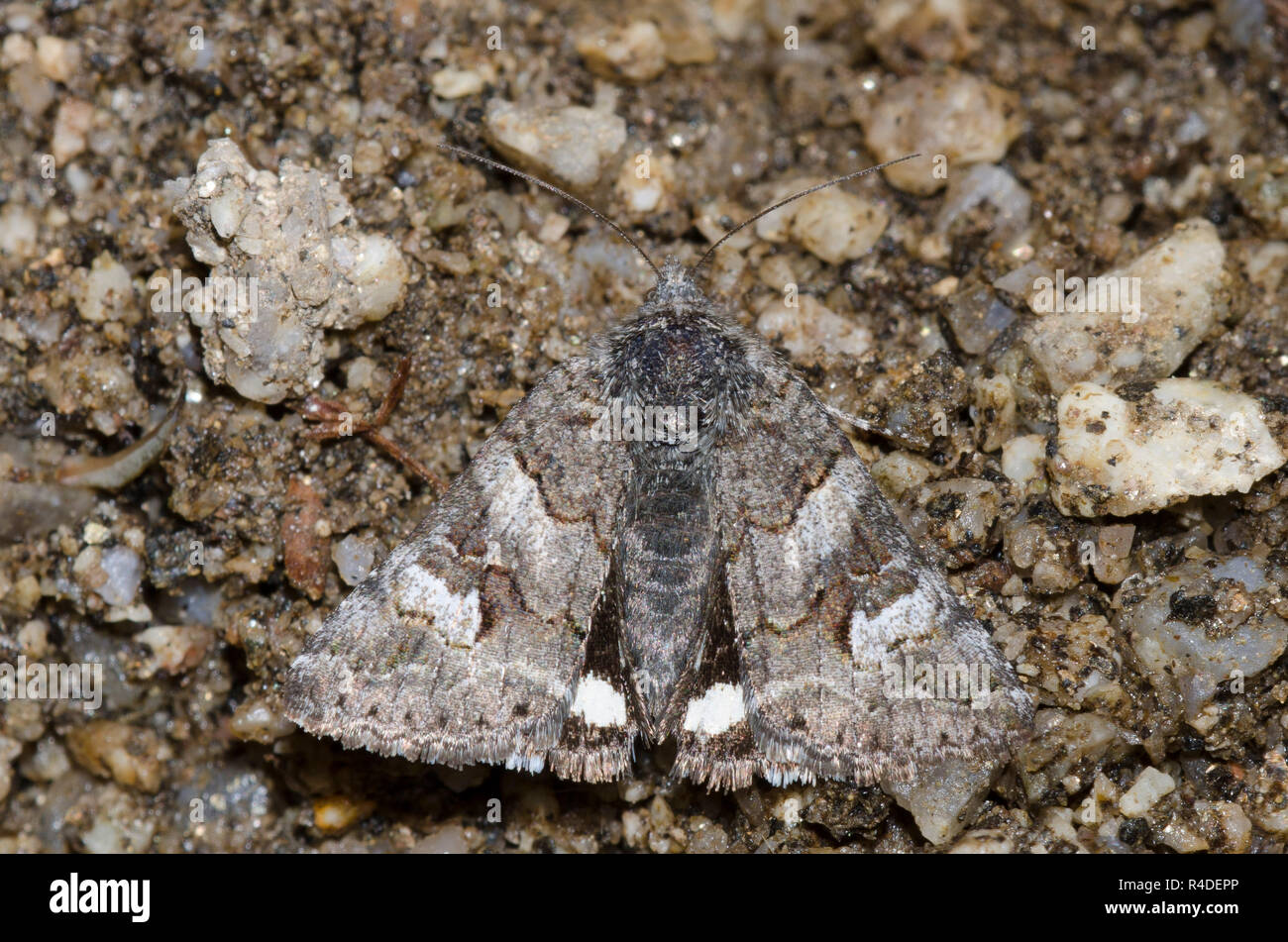 Motte, Litocala sexsignata Litocala Stockfoto