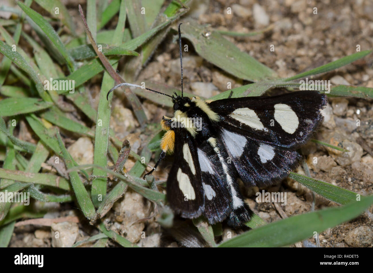 Acht - beschmutzt, Förster, Alypia octomaculata Stockfoto