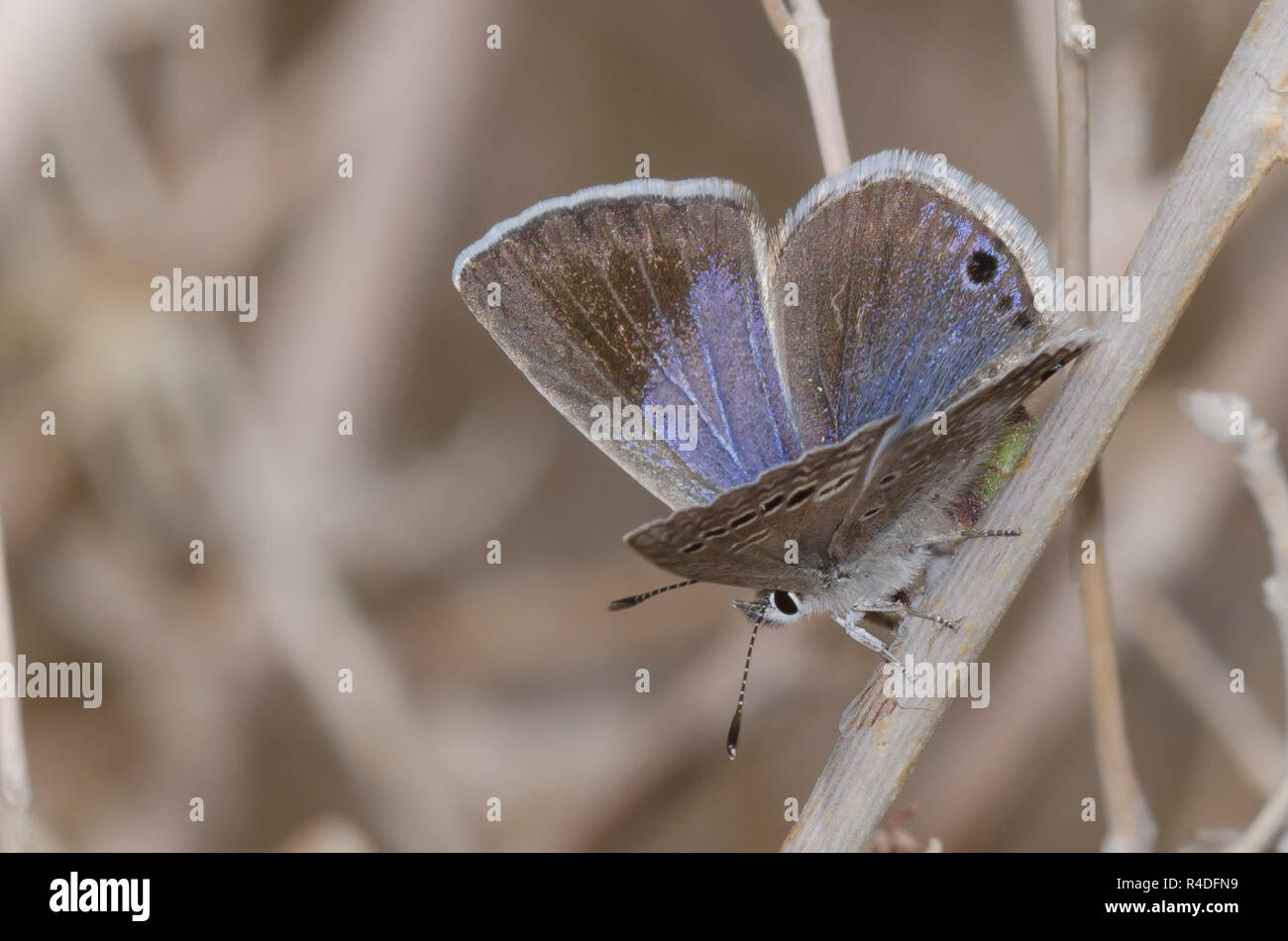 Reakirt Blue's, Echinargus Isola, Weiblich Stockfoto