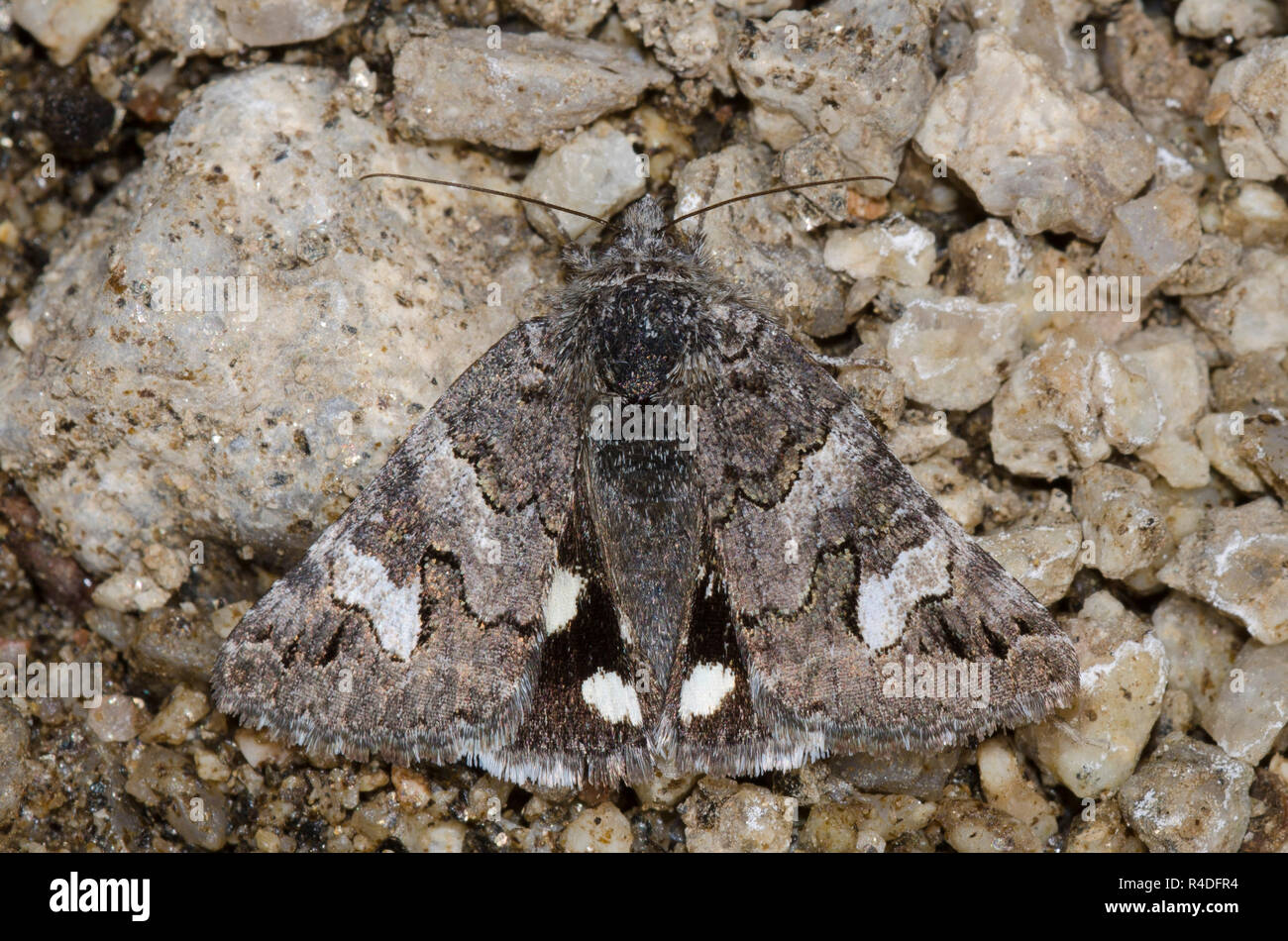 Motte, Litocala sexsignata Litocala Stockfoto