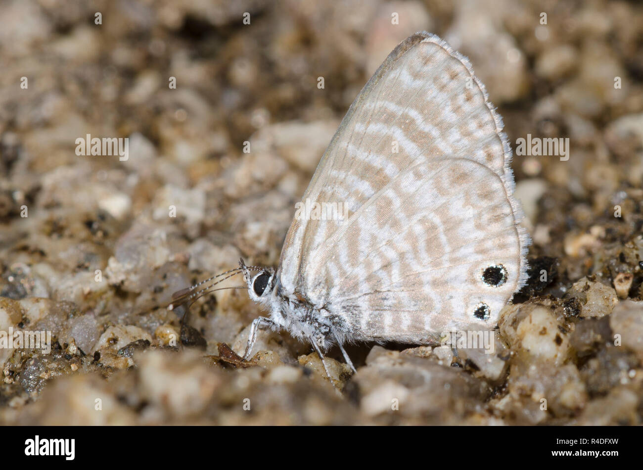 Marine Blau, Leptotes marina, Schlamm - puddling Stockfoto