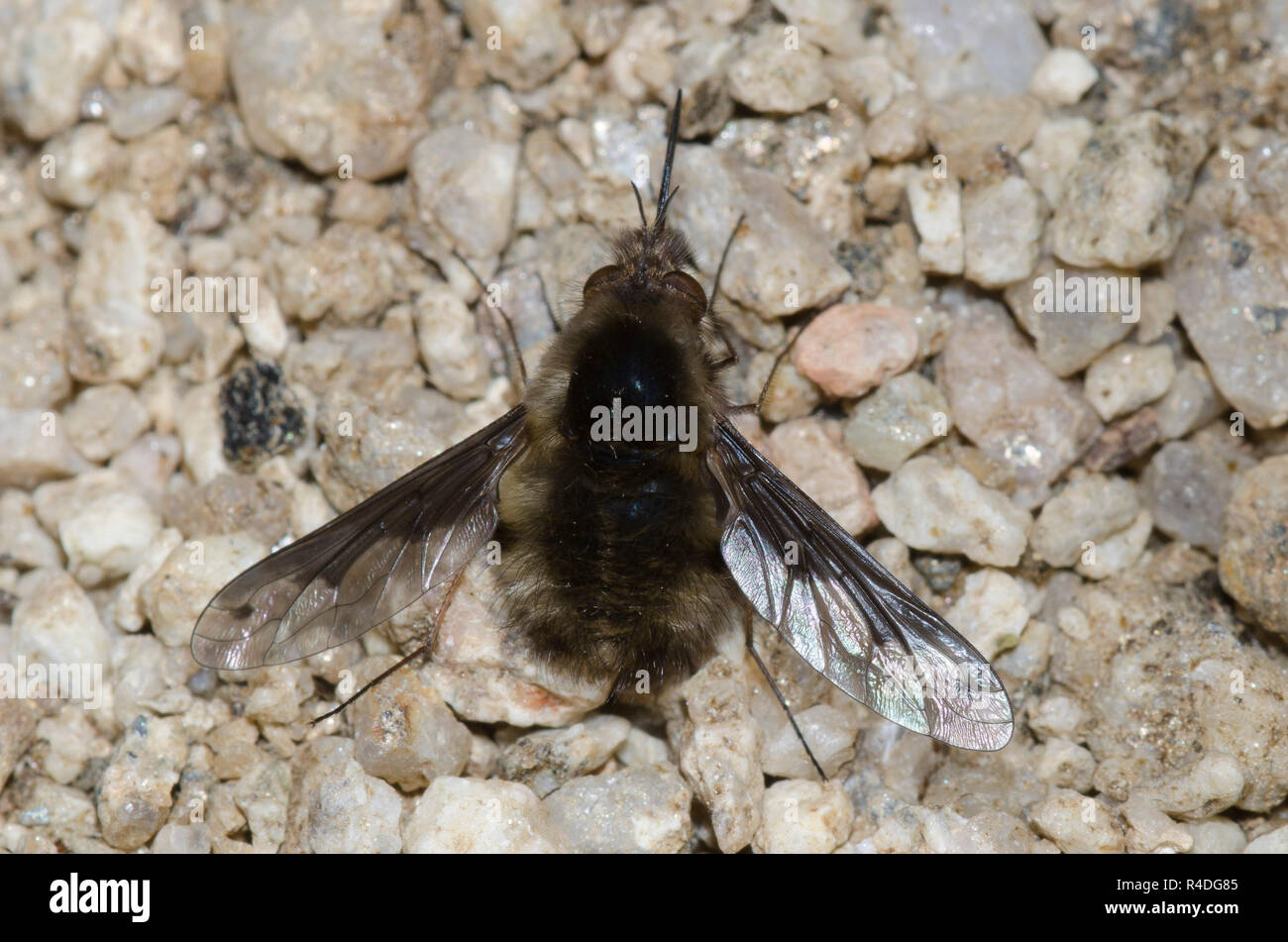 Bienen fliegen, Stamm Bombyliini Stockfoto