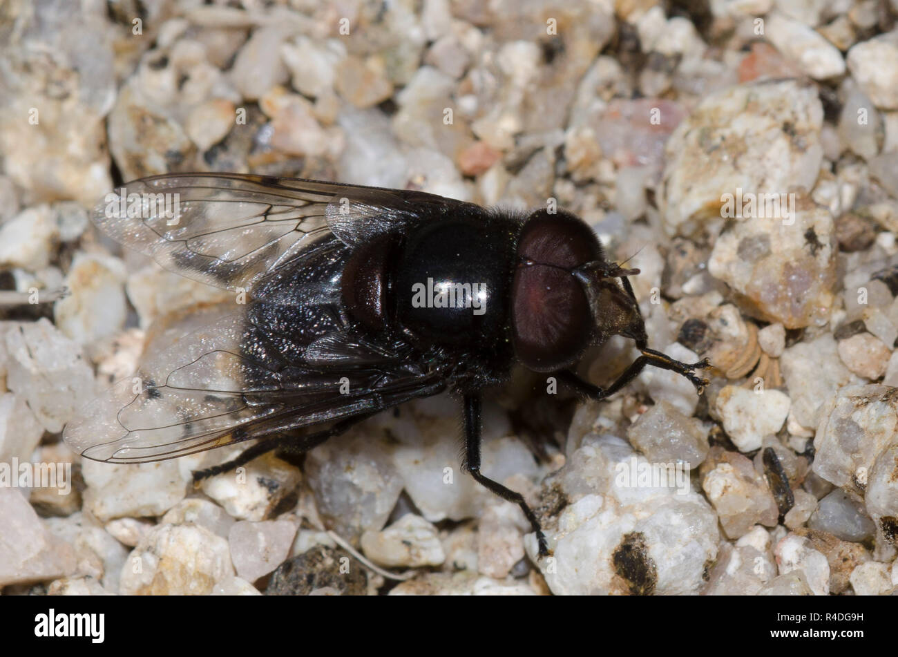 Anna's Bromeliad Fly, Copestylum anna, männlich Stockfoto