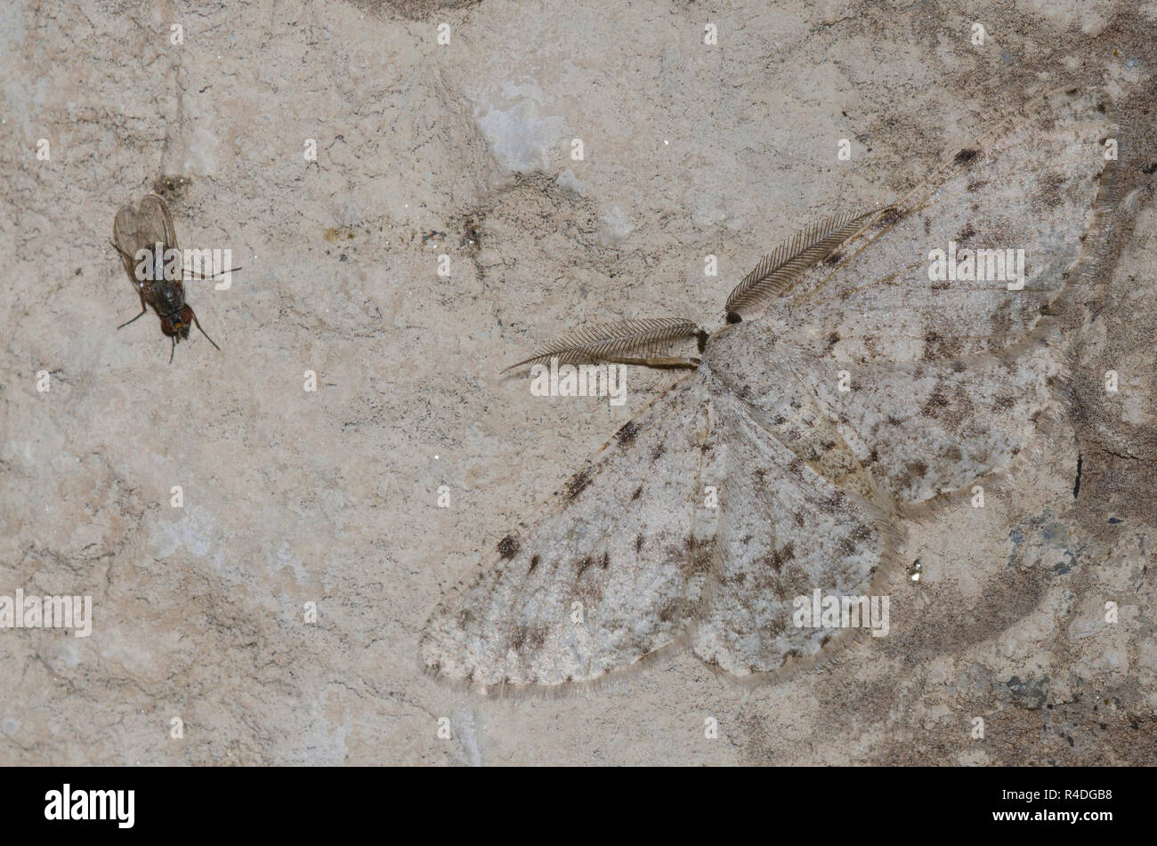 Geometrid Motte Glena furfuraria, männlich, und Root-Maggot Fliegen, Familie Anthomyiidae Stockfoto