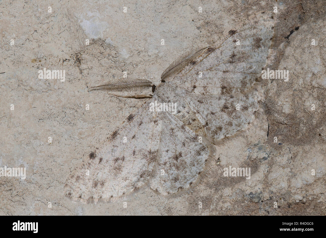 Geometrid Motte Glena furfuraria, männlich Stockfoto