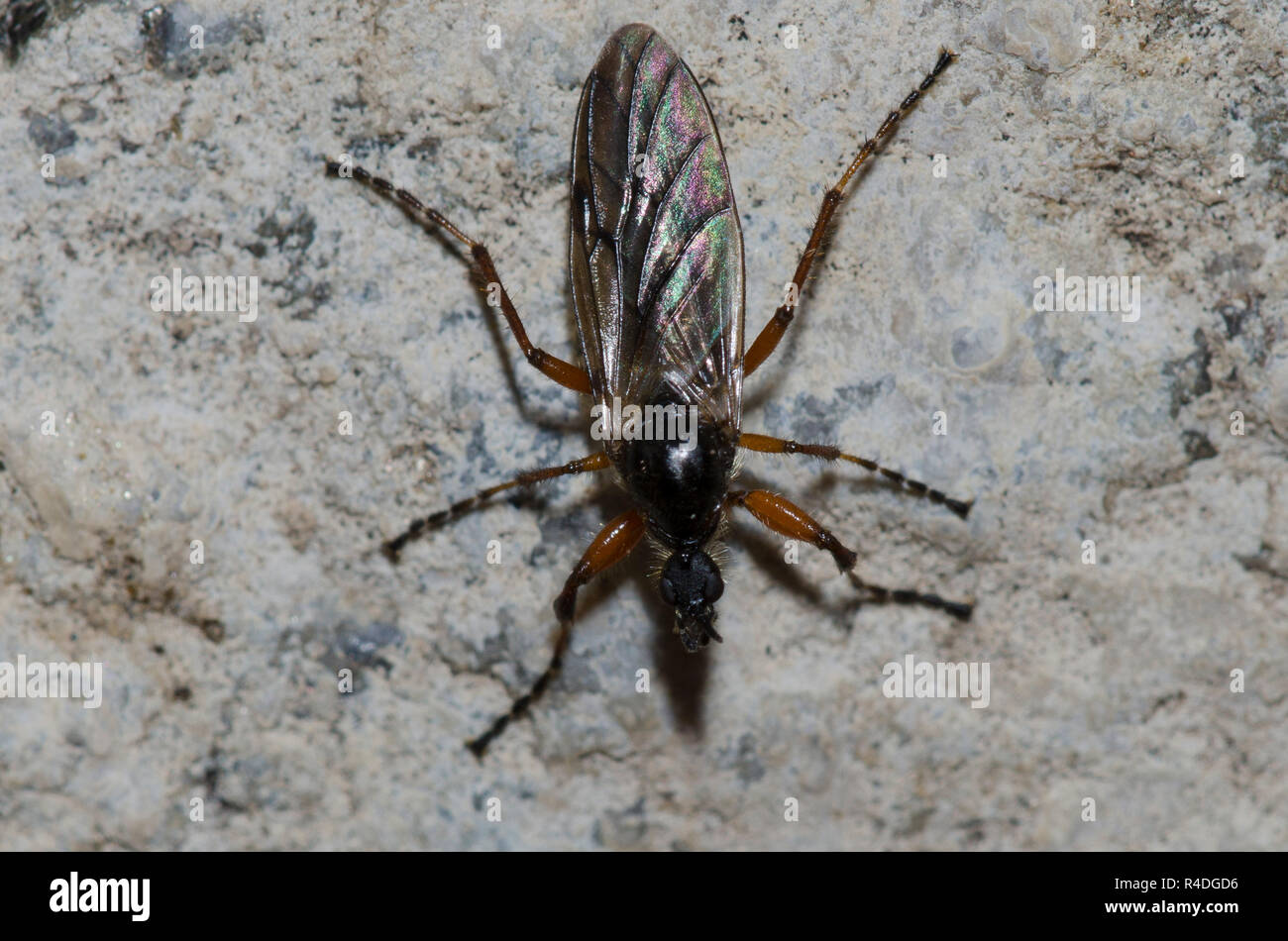März fliegen, Bibio sp., Weiblich Stockfoto