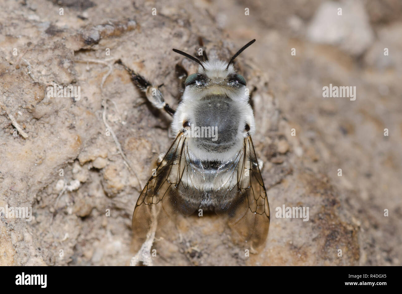 Digger Bee, Anthophora sp. Stockfoto