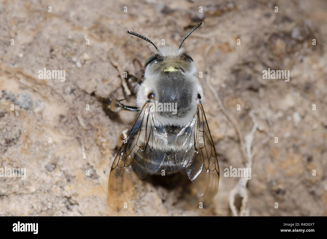Digger Bee, Anthophora sp. Stockfoto