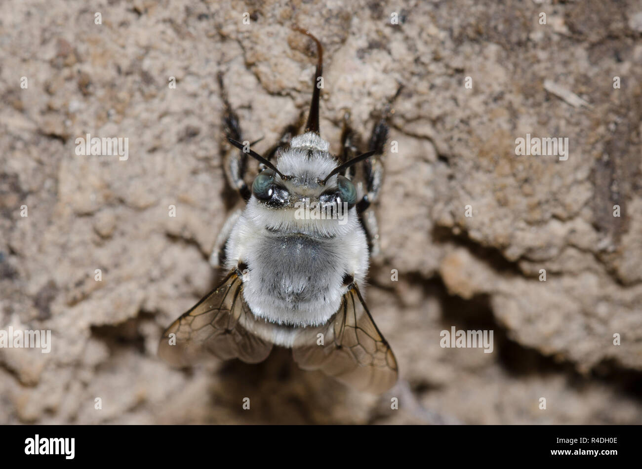 Digger Bee, Anthophora sp. Stockfoto