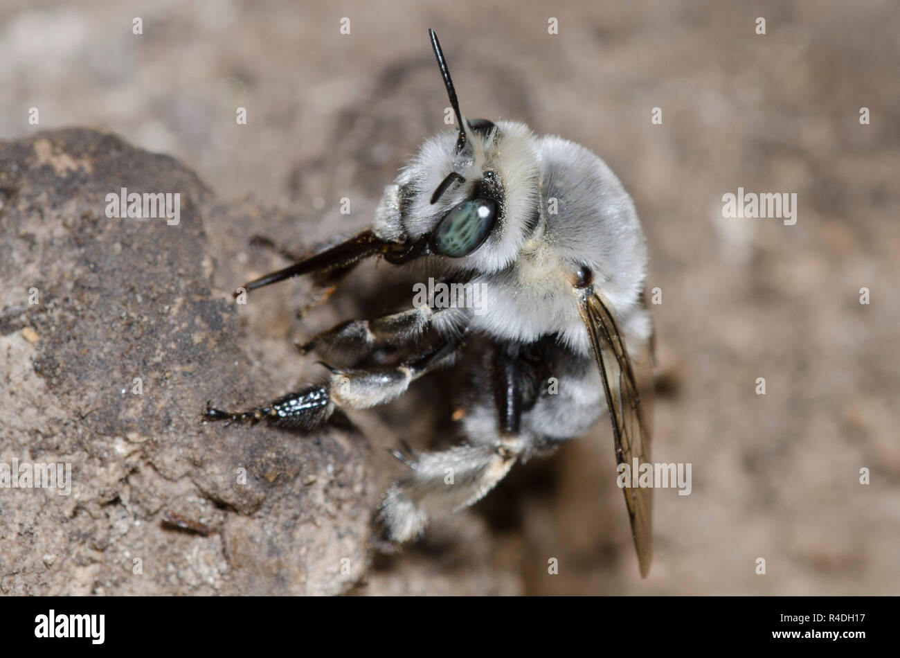 Digger Bee, Anthophora sp. Stockfoto
